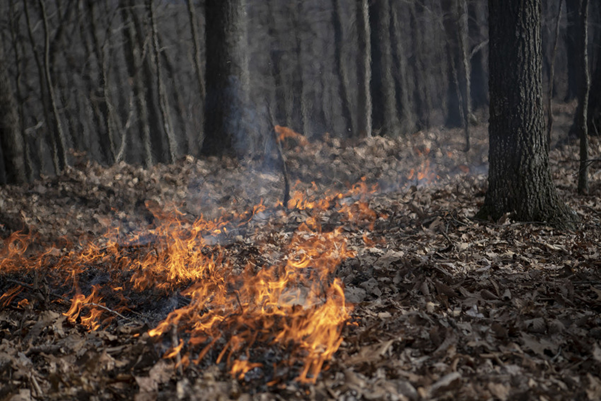 burning forest