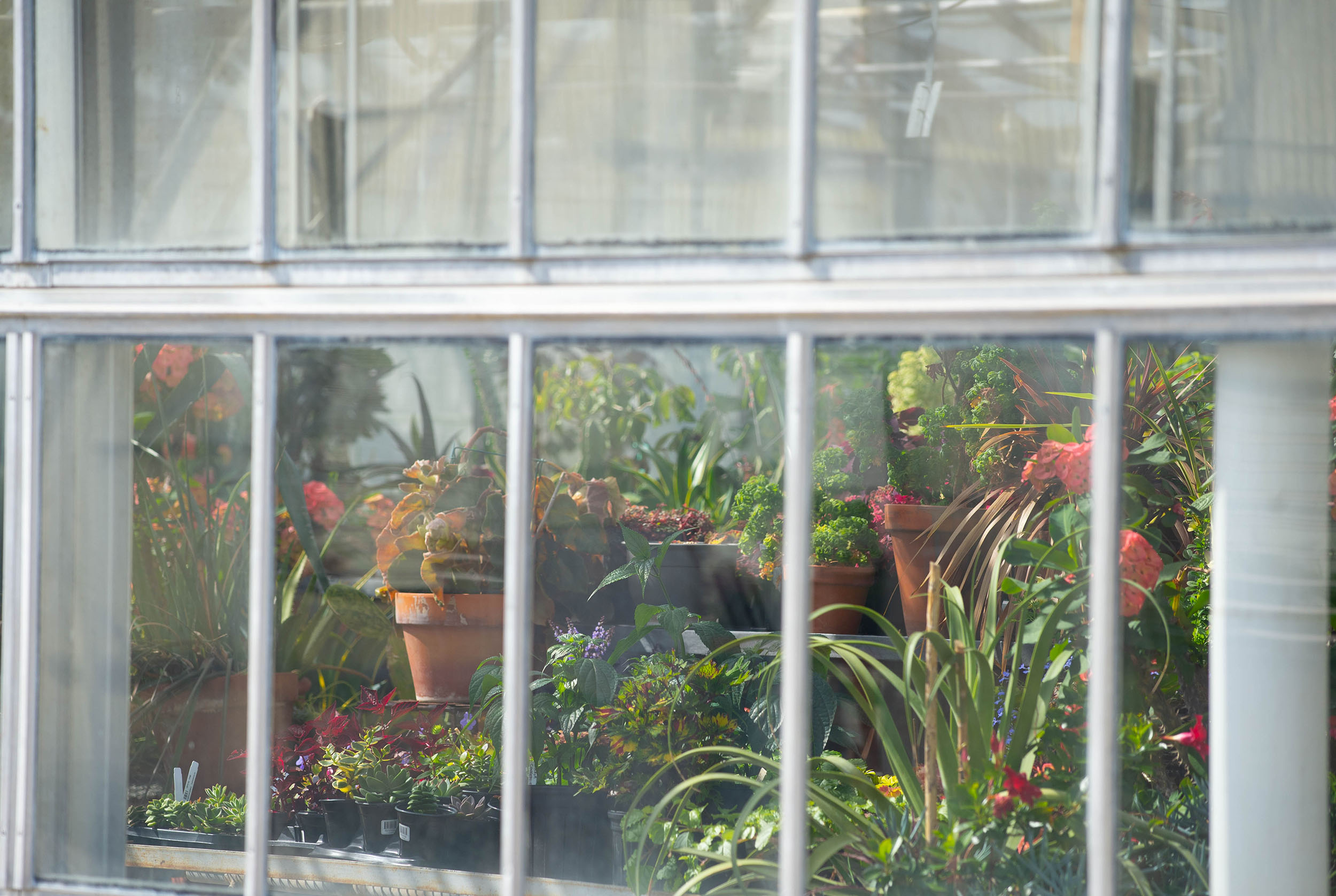 flowers in a greenhouse