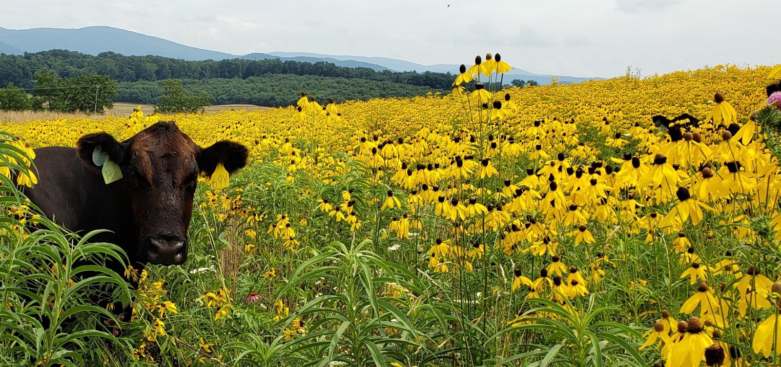 cow in a field