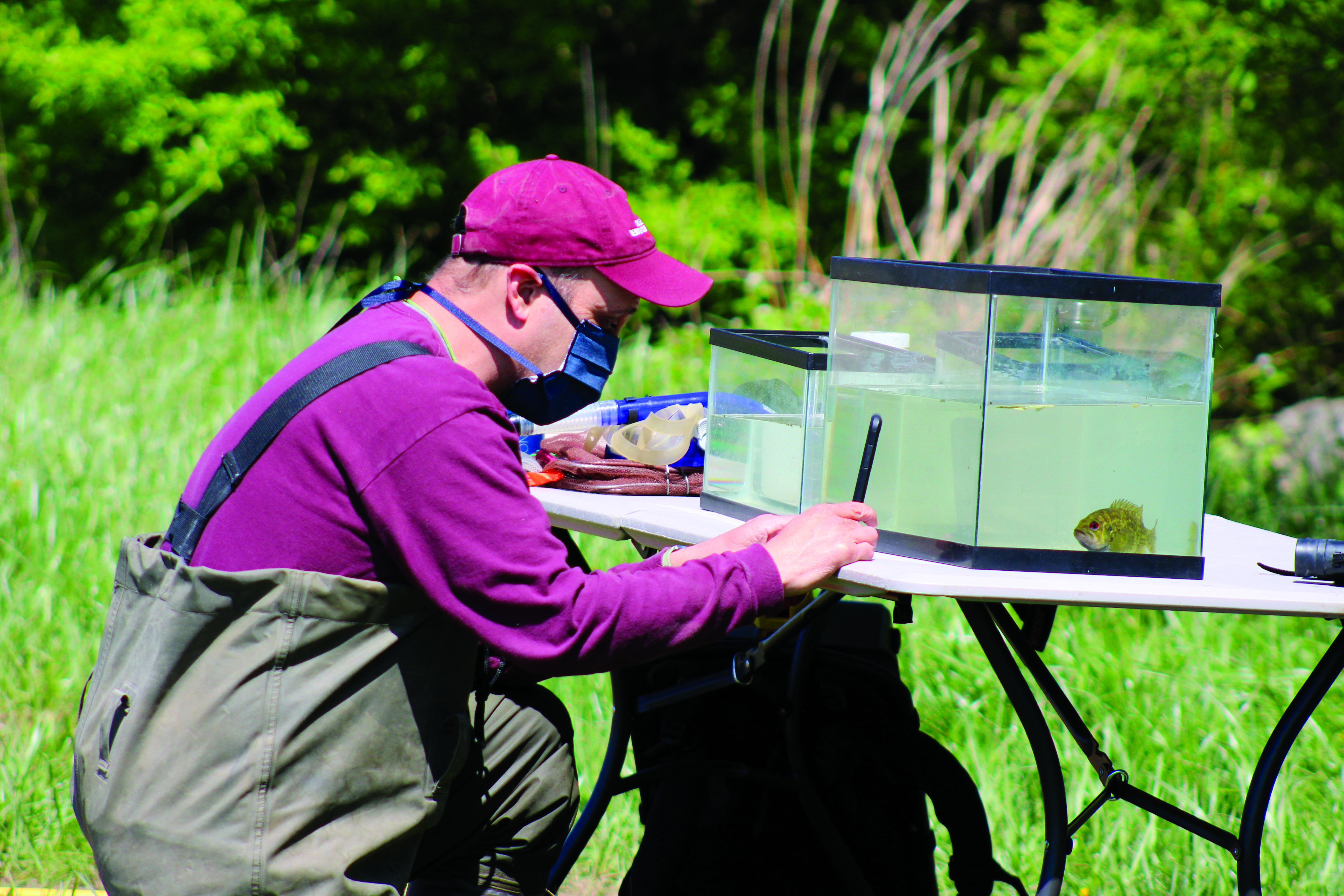 fish idenitification in the field