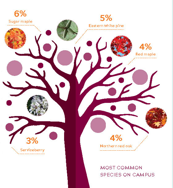 graphic of tree species