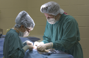 veterinarians