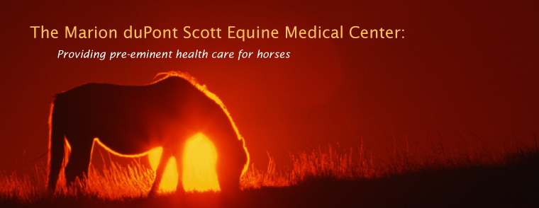 The Marion duPont Scott Equine Medical Center: Providing pre-eminent health care for horses   