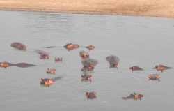 Helping hippos in Zambia