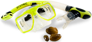 Snorkel, goggles, mussels
