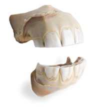 horse teeth