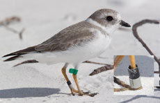 Researchers from the College of Natural Resources and Environment received a $3.4 million grant from the U.S. Department of the Interior to study the effects of the Deepwater Horizon oil spill in the Gulf of Mexico on piping plovers, shorebirds that have been listed as threatened since 1986.