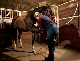 Equine Field Service program