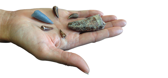 phytosaur teeth