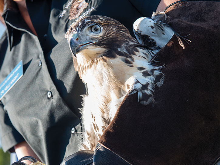red-tail hawk released back into the wild
