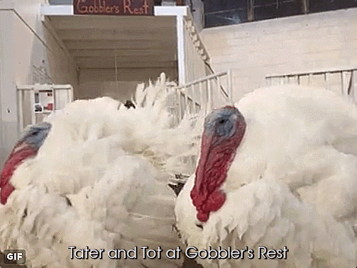 2016 pardoned turkeys, Tater and Tot