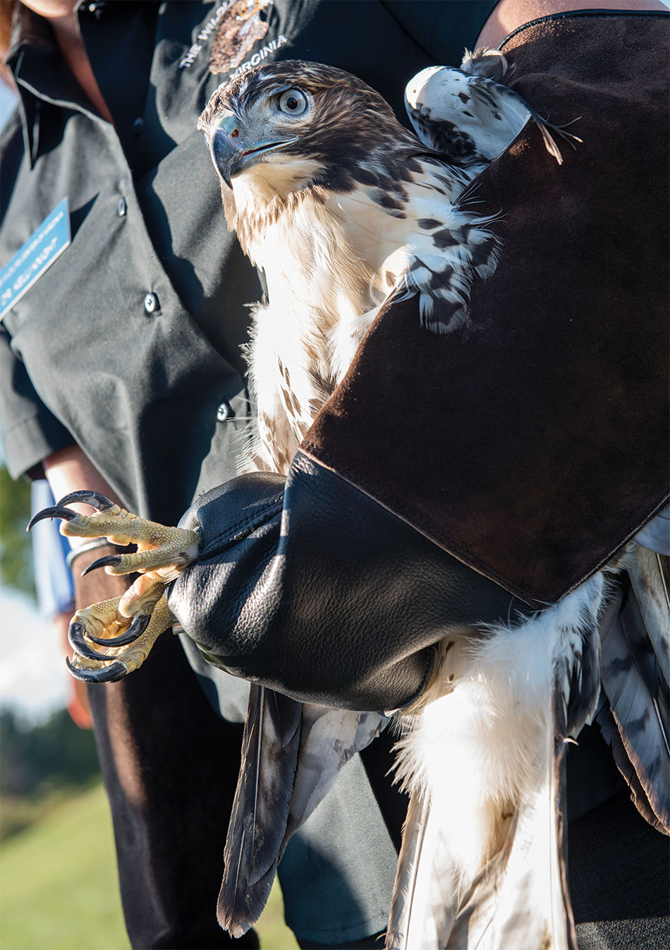 red-tail hawk released back into the wild by VMCVM