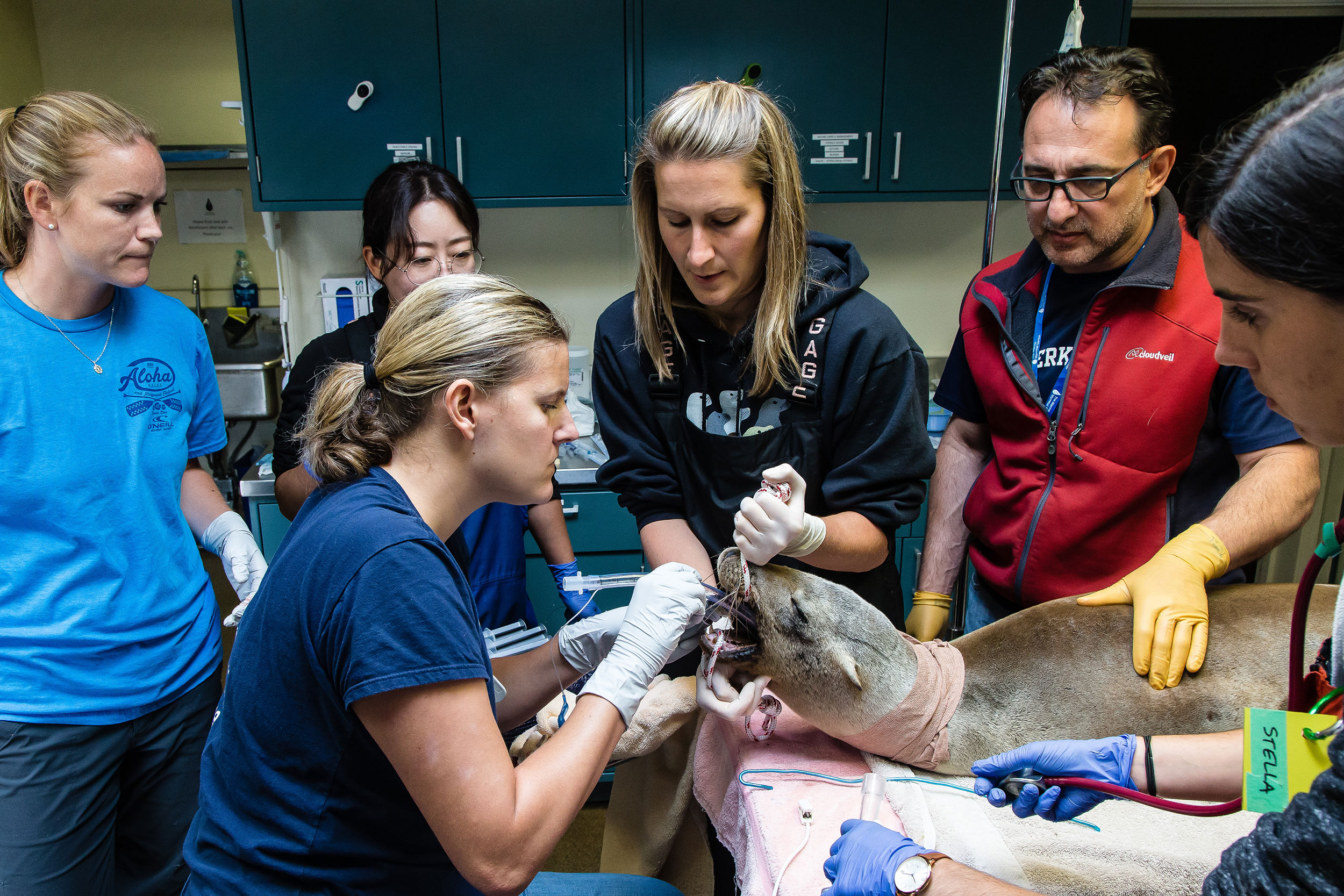 California sea lion exam