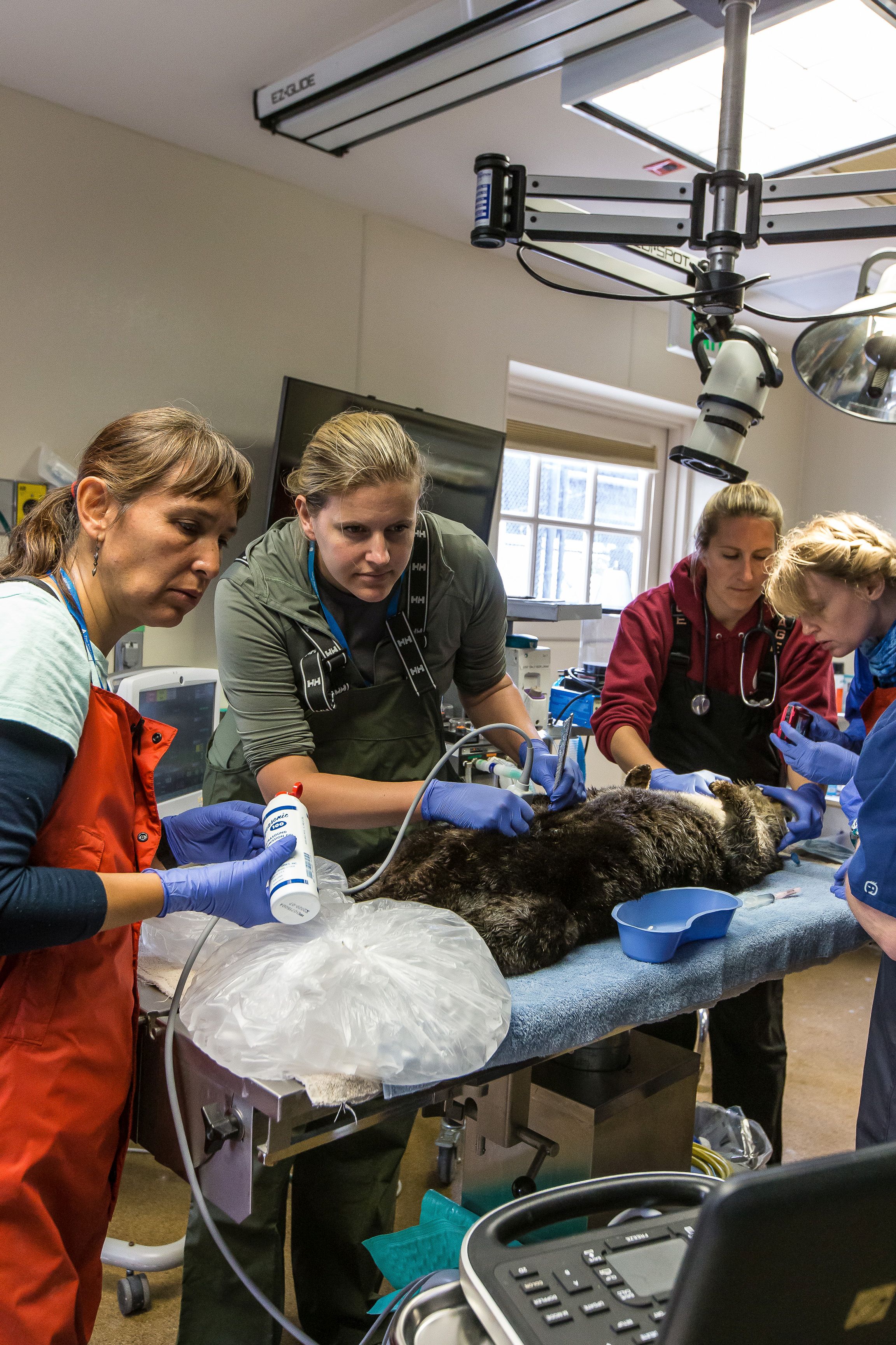 Southern sea otter ultrasound